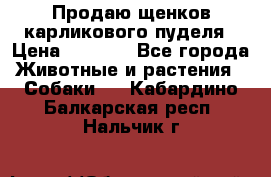 Продаю щенков карликового пуделя › Цена ­ 2 000 - Все города Животные и растения » Собаки   . Кабардино-Балкарская респ.,Нальчик г.